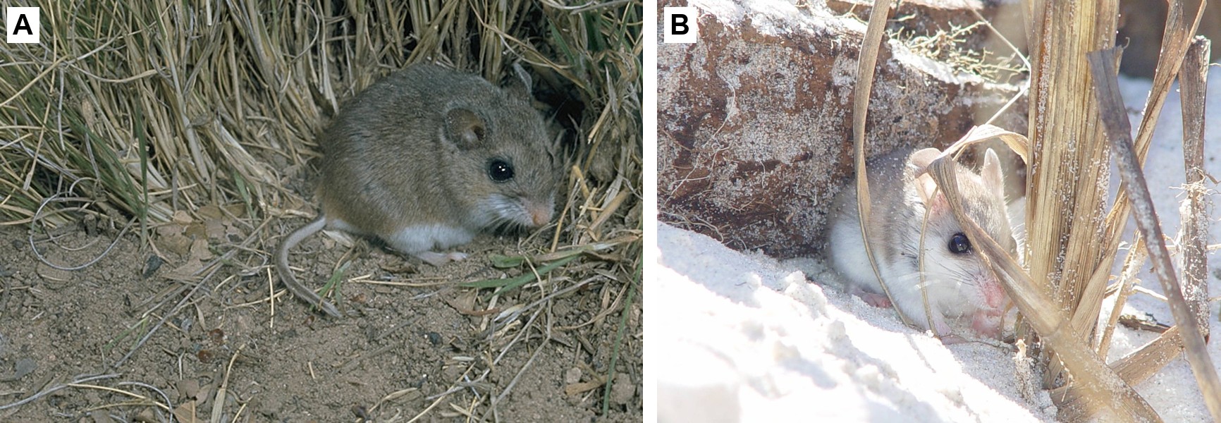 _images/beach_vs_oldfield_mouse.jpg