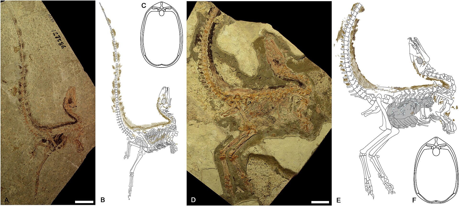 _images/sinosauropteryx_fossils.jpg