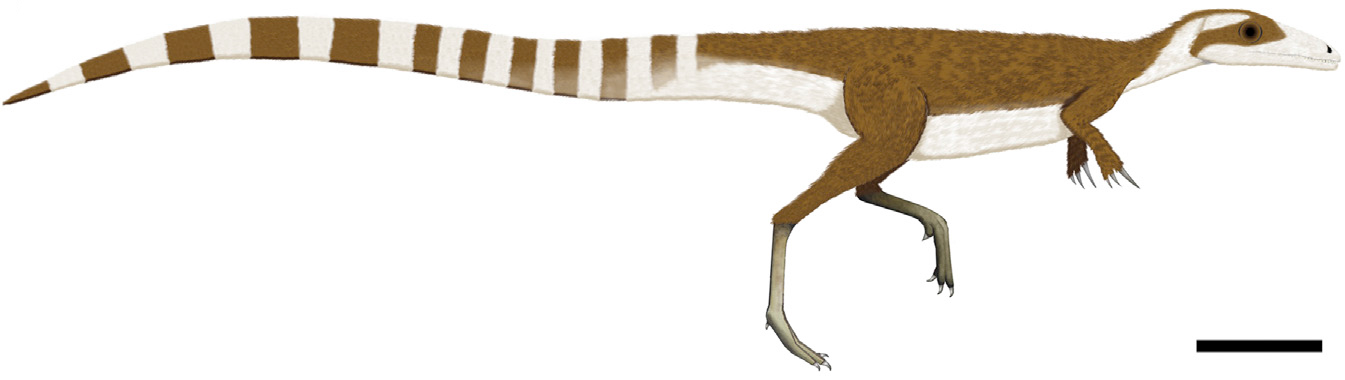 _images/sinosauropteryx_reconstruction.jpg